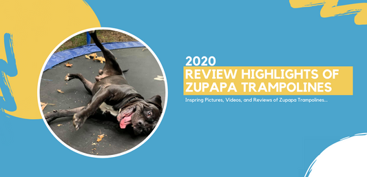 Happy dog rolling on Zupapa trampoline